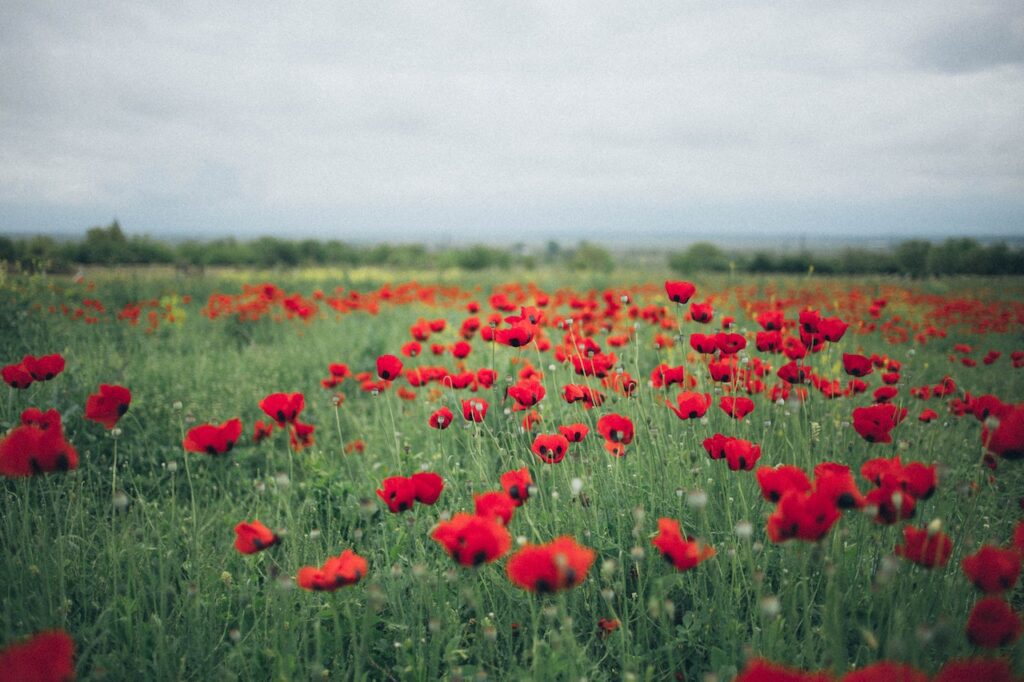 poppy-field-heroin